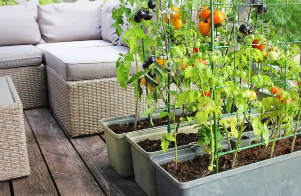 Containergemüse im Garten. Gemüsegarten auf einer Terrasse. Rote, orangefarbene, gelbe, schwarze Tomaten wachsen im Container — Stockfoto