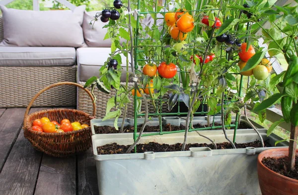 Trädgårdsskötsel av burkgrönsaker. Grönsaksträdgård på terrass. Röda, orange, gula, svarta tomater som växer i behållare — Stockfoto