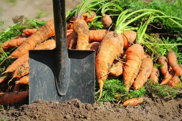 Pile of fresh ripe orange carrots and shovel in the garden,. .Healthy vegetarian food — Stock Photo, Image