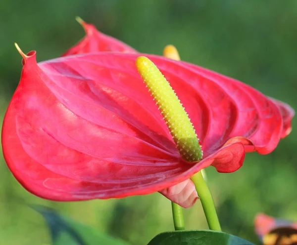 Fleur de flamant rouge, Anthurium andraeanum, Araceae ou Arum sur fond flou — Photo