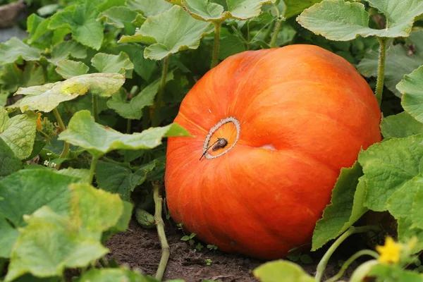 Grandes abóboras laranja crescendo no jardim — Fotografia de Stock