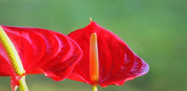 Цветок Красного Фламинго, Антуриум андраанум, Ароевые или Арум на размытом фоне — стоковое фото
