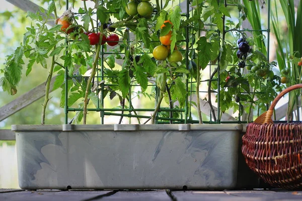 Contenitore orticoltura. Orto su una terrazza. Pomodori rossi, arancioni, gialli, neri che crescono in recipiente Immagine Stock