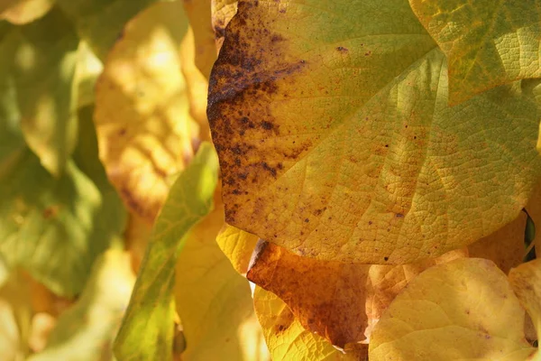 Herfstbladeren, sinaasappelbladeren, hartvormige bladeren — Stockfoto