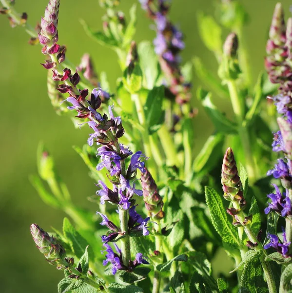 Summer Flowerbed Beautiful Bloomin Vivid Purple Woodland Sage Flower Green — Stock Photo, Image