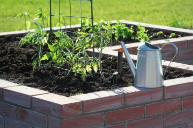 A modern vegetable garden with raised briks beds with growing tomato . clipart
