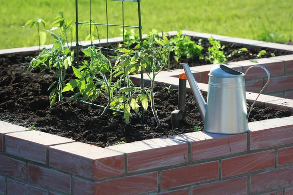 Ein Moderner Gemüsegarten Mit Hochbeeten Mit Tomatenanbau — Stockfoto