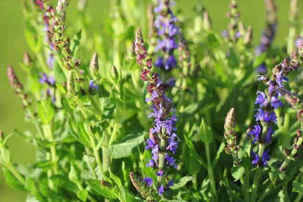 Summer Flowerbed Beautiful Bloomin Vivid Purple Woodland Sage Flower Green — Stock Photo, Image