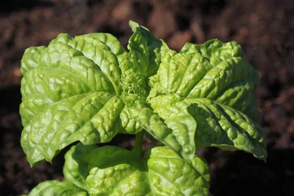 Lettuce Leaf Basil Grows Garden — Stock Photo, Image