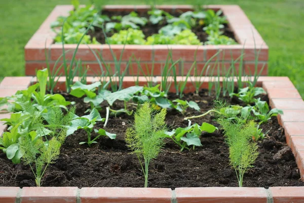 Camas plantadas jardinería en un jardín urbano cultivando plantas hierbas especias bayas y verduras. Recolección de lechuga —  Fotos de Stock