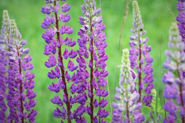 Lupinus, lupin, mavi çiçekli lupin tarlası. Bir grup lupin yaz çiçeği arkaplanı .