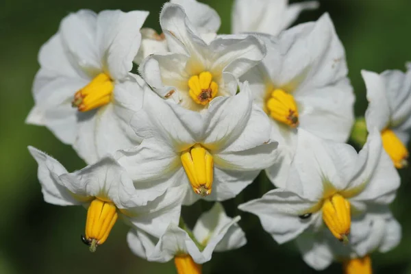 Blossom Potatoe Flowers Field — Stock Photo, Image