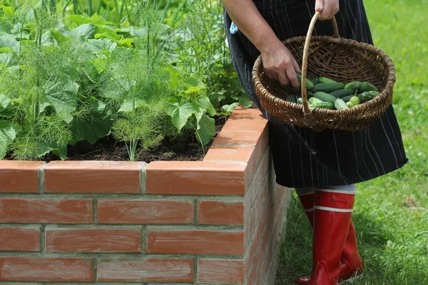 Жінка садівник, який маринує огірок. Вододільні грядки садівництво в міському саду вирощування рослин трави спеції ягоди та овочі — стокове фото