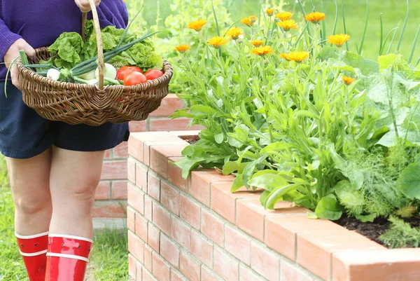 Mujer jardinero decapado verduras. Camas plantadas jardinería en un jardín urbano plantas de cultivo hierbas especias bayas y verduras —  Fotos de Stock