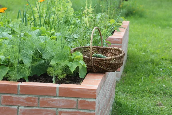 Mand Met Groenten Verhoogde Bedden Tuinieren Een Stadstuin Groeiende Planten — Stockfoto