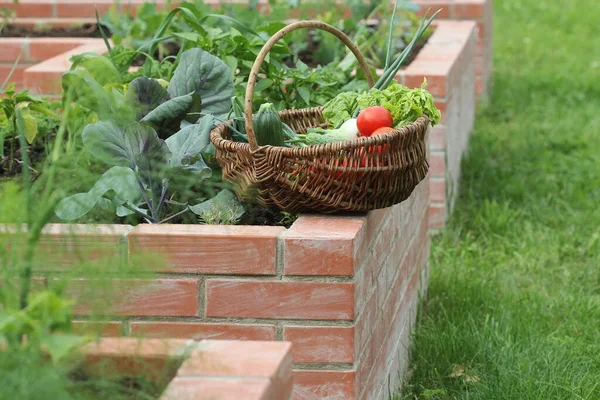 Mand Met Groenten Verhoogde Bedden Tuinieren Een Stadstuin Groeiende Planten — Stockfoto