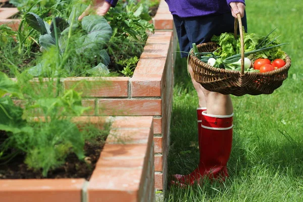 Mujer Jardinero Recogiendo Verduras Camas Plantadas Jardinería Huerto Urbano Cultivando —  Fotos de Stock