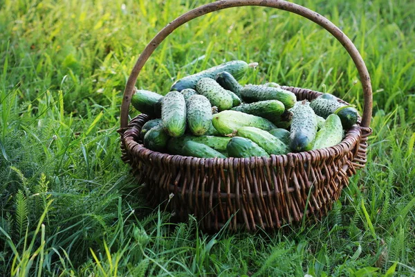 Harvest Cucumbers Basket Grass Green Background — Stock Photo, Image