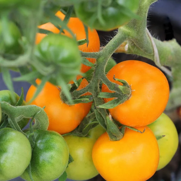 Bahçede yetişen taze portakal domatesleri. — Stok fotoğraf