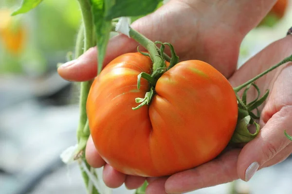 Big beef tomato in farmer hands .