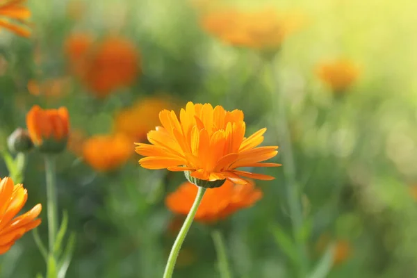 Marigold Virágok Réten Napfényben — Stock Fotó