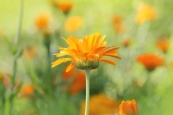 Marigold Virágok Réten Napfényben — Stock Fotó