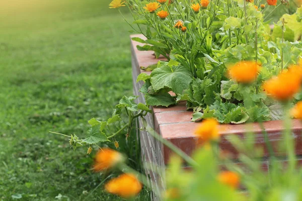 Verhoogde Bedden Tuinieren Een Stadstuin Groeiende Planten Kruiden Specerijen Bessen — Stockfoto