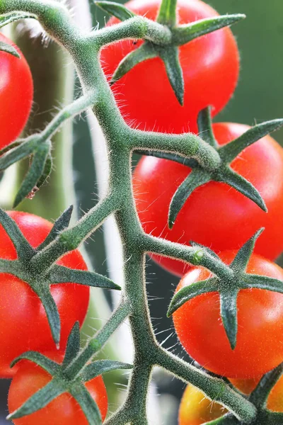 Ένα Μάτσο Ώριμες Φυσικές Κόκκινες Τομάτες Που Μεγαλώνουν Ένα Θερμοκήπιο — Φωτογραφία Αρχείου