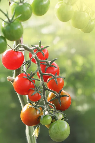 Ein Bündel Reifer Natürlicher Kirschroter Tomaten Die Einem Zur Ernte — Stockfoto