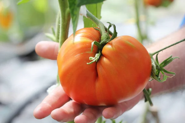 Tomate Carne Grande Mãos Fazendeiro — Fotografia de Stock