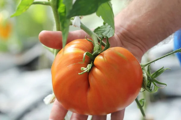 Tomate Carne Grande Mãos Fazendeiro — Fotografia de Stock