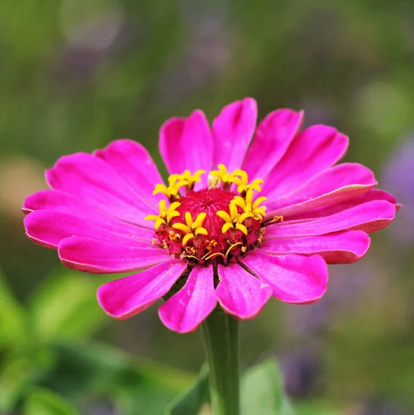 Graceful zinia or better known by the scientific name Zinnia elegans is one of the most famous annual flowering plants of the genus