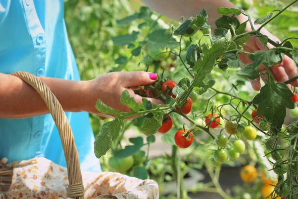 Memetik tomat di rumah hijau. Tomat ceri di tangan wanita — Stok Foto