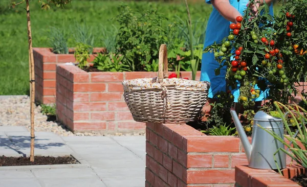 Gärtnerin pflückt Gemüse. Hochbeete Gartenarbeit in einem städtischen Garten Pflanzen Pflanzen Gewürze Beeren und Gemüse — Stockfoto