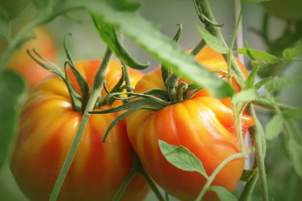Tomates vermelhos grandes que crescem em uma estufa pronta para escolher — Fotografia de Stock