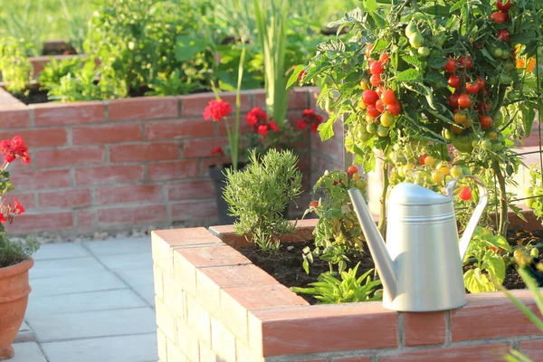 Ein moderner Gemüsegarten mit Hochbeeten. .Hochbeete Gartenarbeit in einem städtischen Garten Pflanzen Pflanzen Gewürze Beeren und Gemüse — Stockfoto