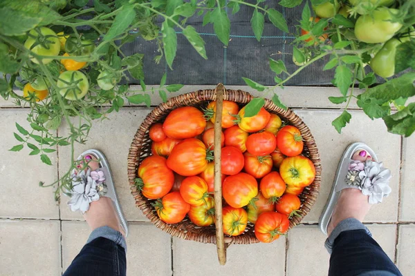 Récolte de tomates cueillette dans la serre. Grande tomate de boeuf dans le panier — Photo