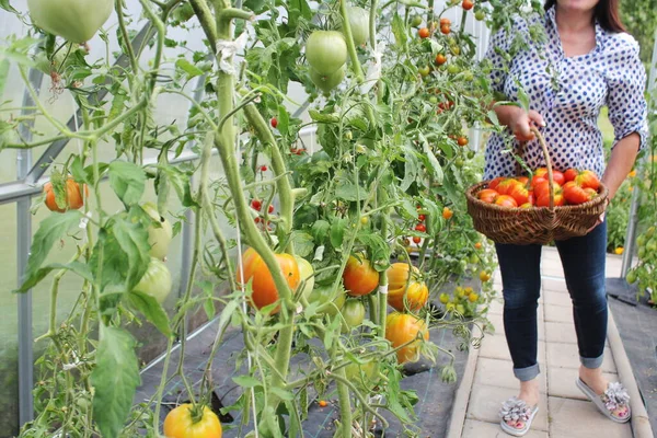 Yeşil evde toplanan domates hasadı. Kadın ellerinde büyük et domatesi — Stok fotoğraf