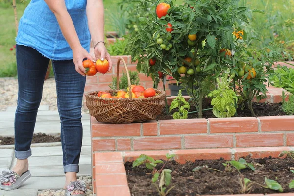 Wanita tukang kebun memetik sayur-sayuran. Dibesarkan tempat tidur berkebun di taman kota menanam tanaman rempah-rempah beri dan sayuran — Stok Foto