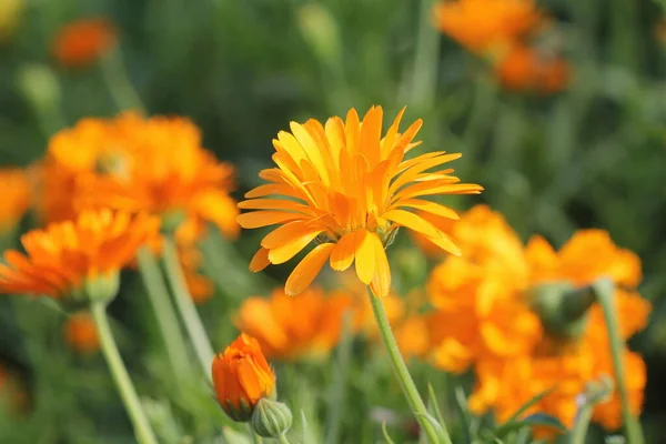 Flores de caléndula en el prado a la luz del sol — Foto de Stock