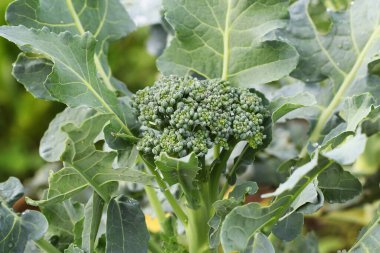 Sebze yatağında büyüyen genç brokoli.