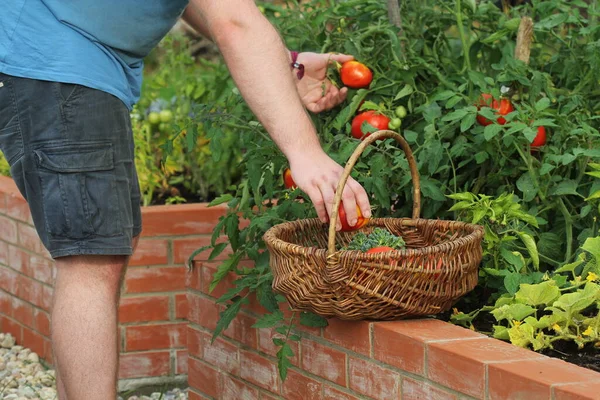 Jardinero recogiendo verduras. Camas plantadas jardinería en un huerto urbano cultivando plantas hierbas especias bayas y verduras —  Fotos de Stock