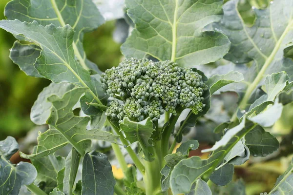 Sebze yatağında büyüyen genç brokoli.