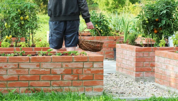 Jardinero recogiendo verduras. Camas plantadas jardinería en un huerto urbano cultivando plantas hierbas especias bayas y verduras —  Fotos de Stock