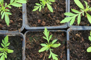 Marigold tohumları plastik saksıda yetişiyor.