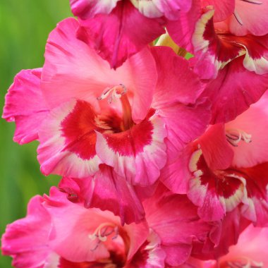 Pembe gladioller Gladiolus çiçeği. Gladyatörlü bahar bahçesi. Gruplar gladyatörler, zambak kılıçları, yeşil arka planda kılıç çimenleri .