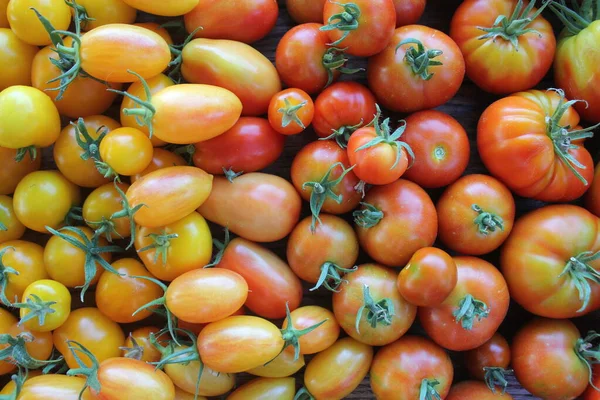 Tomates Frescos Produtos Biológicos Mercado Agricultor Arco Íris Tomates — Fotografia de Stock