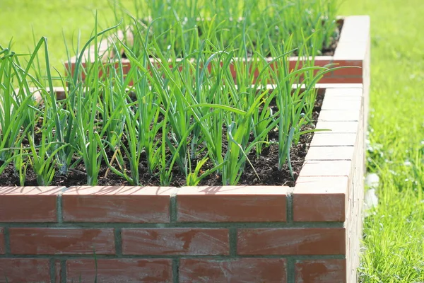 Hochbeet Gärtnern Zwiebelpflanze Wächst Garten — Stockfoto