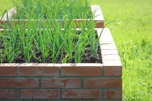 Hochbeet Gärtnern Zwiebelpflanze Wächst Garten — Stockfoto