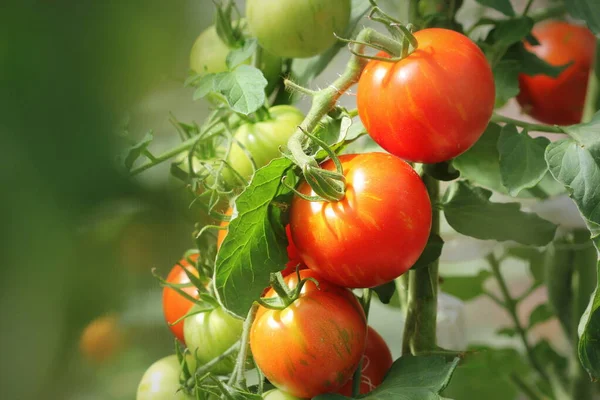 Bando Tomates Vermelhos Cereja Naturais Maduros Crescendo Uma Estufa Pronto — Fotografia de Stock